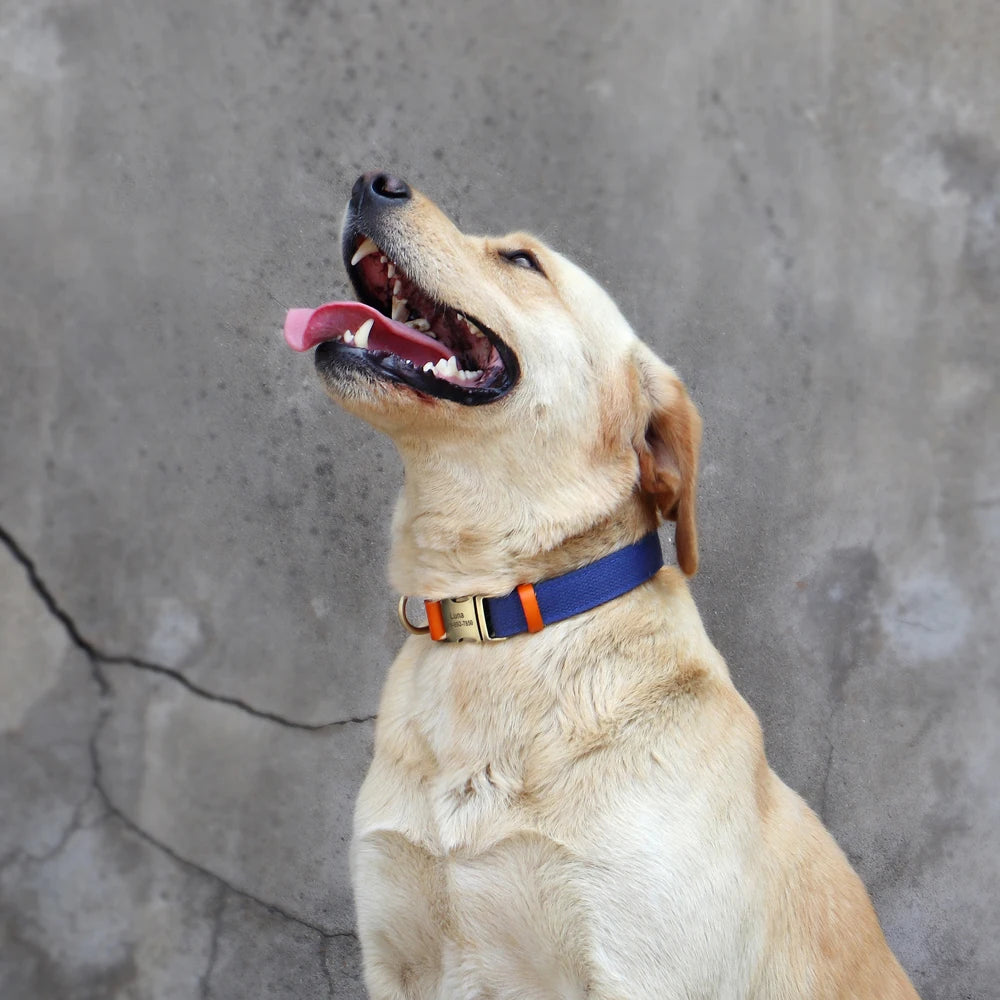 Collar para mascotas graduable